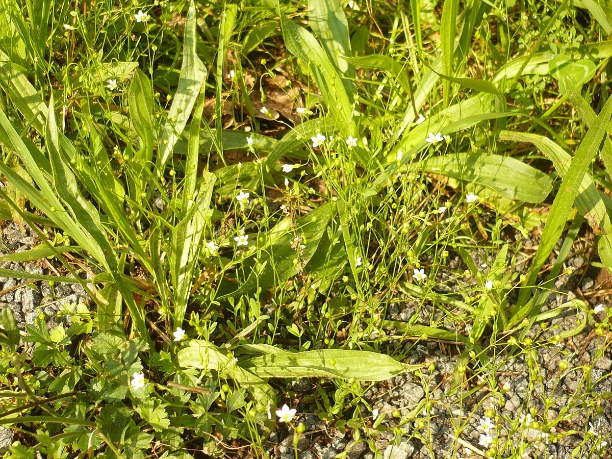 Linum catharticum var. catharticum (Linaceae)